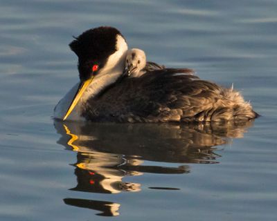 Western Grebe with baby facing and reflection.jpg