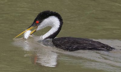 Western Grebe with fish2.jpg
