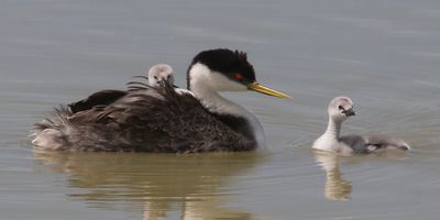 Western Grebe, 1 baby on back,2nd in water.jpg