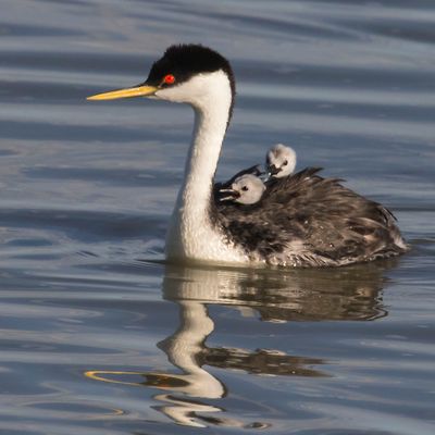 Western Grebe, 2 babies on back, reflection2.jpg