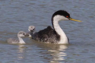 Western Grebe, 2 older babies in water by mom.jpg
