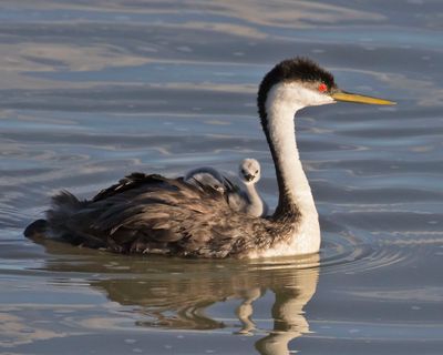 Western Grebe, 3 babies, 1 facing.jpg