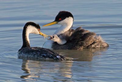 Western Grebe baby begs for fish from dad5.jpg