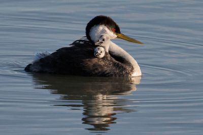 Western Grebe babies on mom.jpg