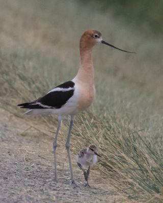 Avocet and baby2.jpg
