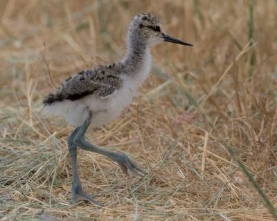 Avocet baby walks in grass.jpg