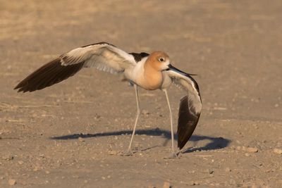 Avocet aggressive display in road.jpg