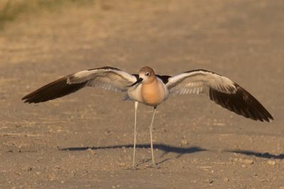 Avocet aggressive display2.jpg