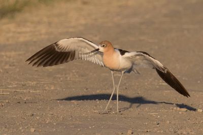 Avocet aggressive display3.jpg