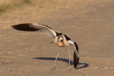 Avocet aggressive display4.jpg