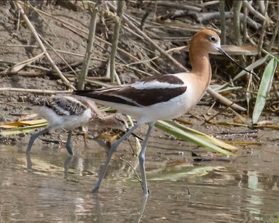 Avocet baby follows mom.jpg