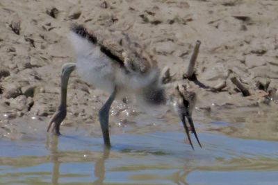 Avocet baby gets a worm from water.jpg