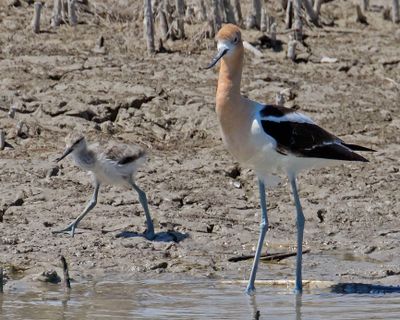 Avocet poses as baby walks by.jpg