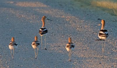 Avocet trio run towards parents on road.jpg