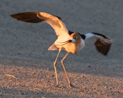 Avocet displays aggression to us5.jpg