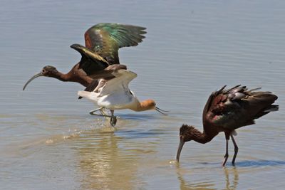 Avocet and White-faced Ibis fight, 1 feeds.jpg