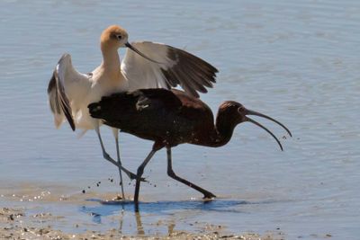 Avocet attacks Glossy Ibis.jpg