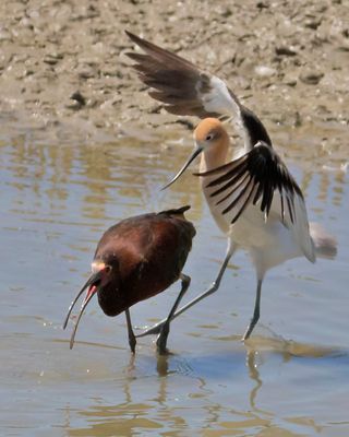 Avocet attacks Glossy Ibis3.jpg