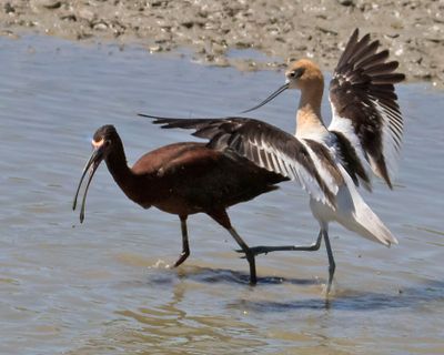 Avocet attcks Glossy Ibis5.jpg