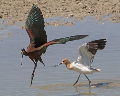 Avocet chases away Glossy Ibis.jpg