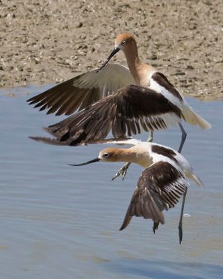 Avocet chase.jpg