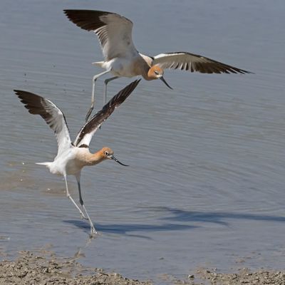 Avocet chase2.jpg