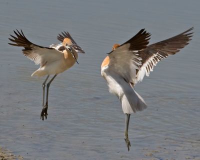 Avocet confrontation.jpg