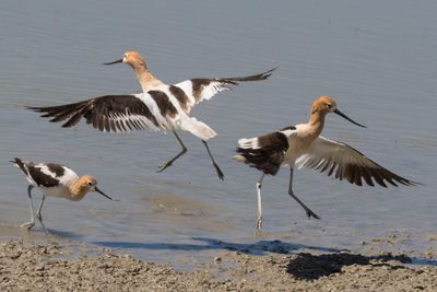 Avocet confrontation ends.jpg