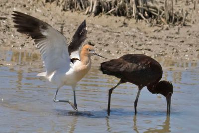 Avocet attacks White-faced Glossy Ibis.jpg