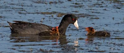 Coot and 2 babies.jpg