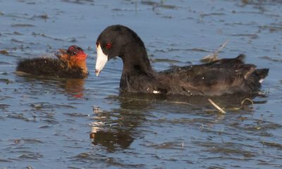 Coot baby begs, wings up, to mom.jpg