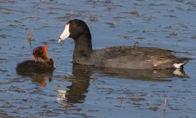 Coot baby looks up at mom.jpg