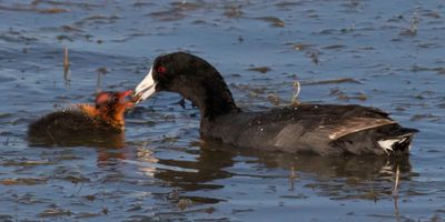 Coot feeds baby.jpg