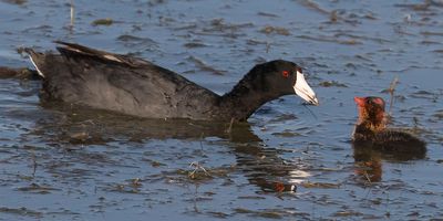 Coot baby waits for food from mom.jpg
