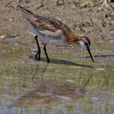 Wilson's Phalarope.jpg