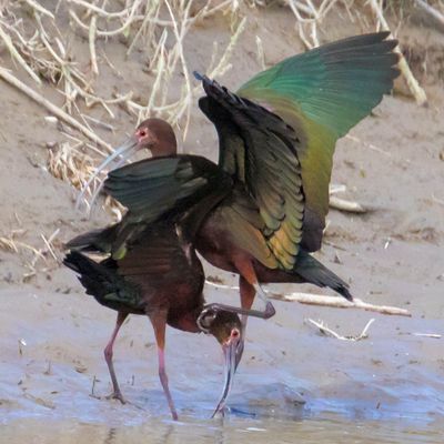White-faced Ibis fight for fish.jpg