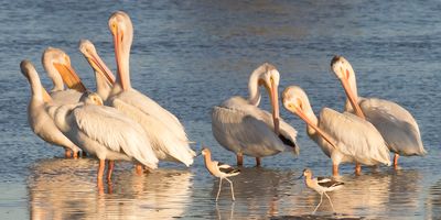 White Pelicans preen plus 2 Åvocets.jpg