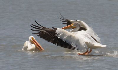 White Pelican landing.jpg