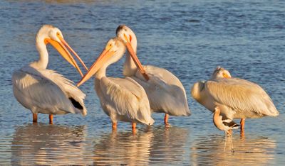 White Pelican group with Avocet.jpg