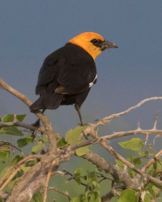 Yellow-headed Blackbird with bugs,blue sky.jpg