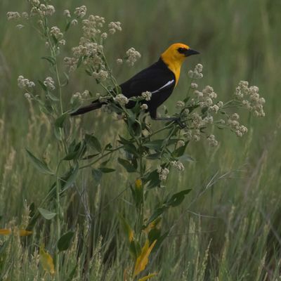 Yellow-headed Blackbird on flower bush.jpg