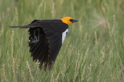 Yellow-headed Blackbird flies in field.jpg