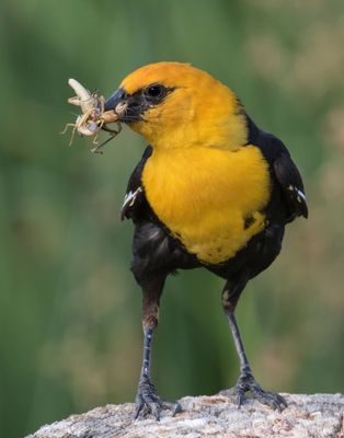 Yellow-headed Blackbirdd with several grasshoppers.jpg