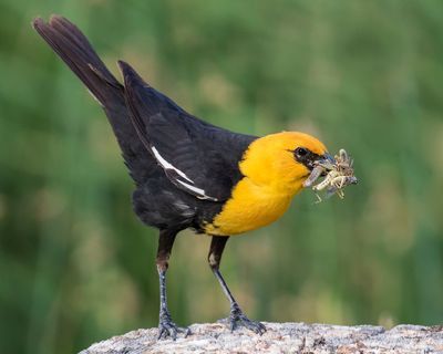 Yellow-headed Blackbird with grasshoppers2.jpg