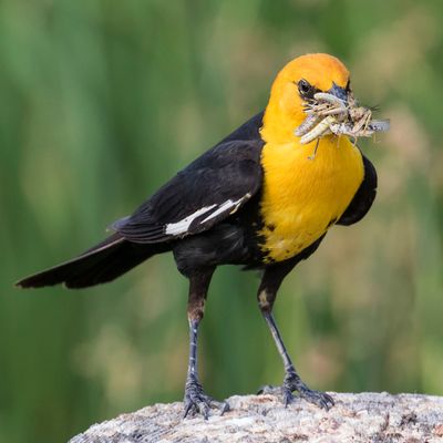 Yellow-headed Blackbird with grasshoppers3.jpg