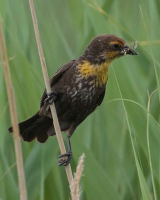 Female Yellow-headed Blackbird.jpg