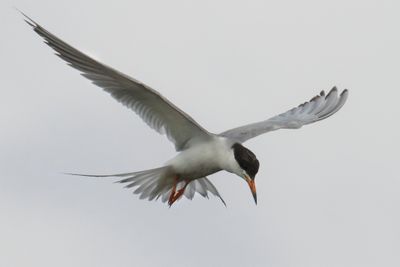 Forster's Tern hovering.jpg