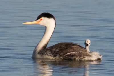 Clark's  Grebe with baby staring.jpg