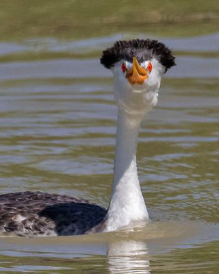 Clark's Grebe facing.jpg