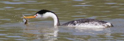 Clark's Grebe fights with fish.jpg